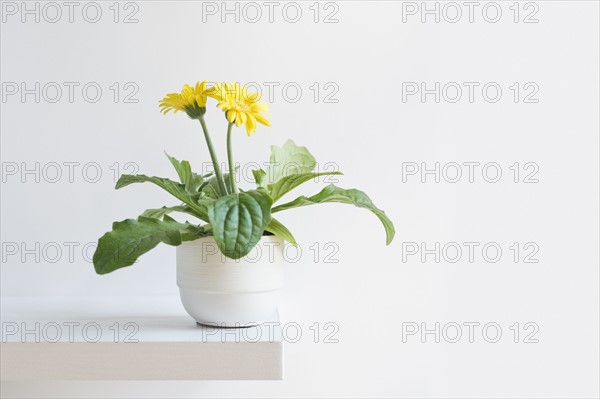 Blooming daisy.
Photo : Kristin Lee