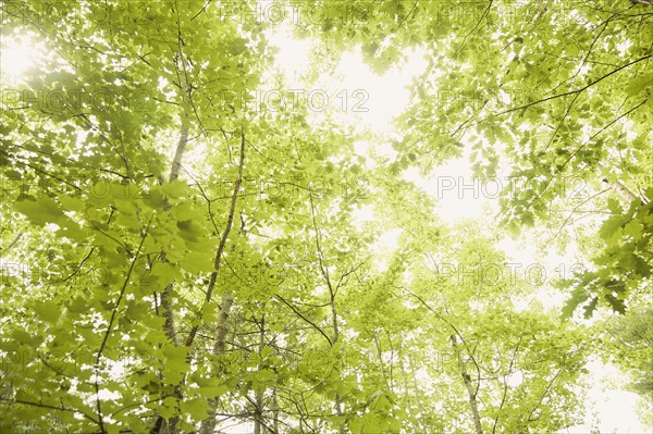 Trees in forest.
Photo : Kristin Lee