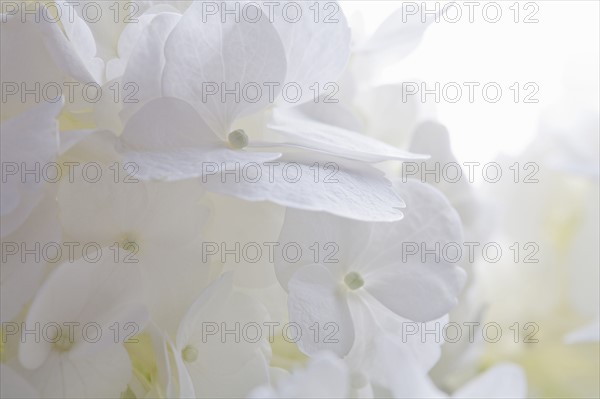 White flower petals.
Photo : Kristin Lee