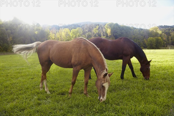 Horses grazing on grass. USA, Western USA, Colorado.
Photo : Kelly