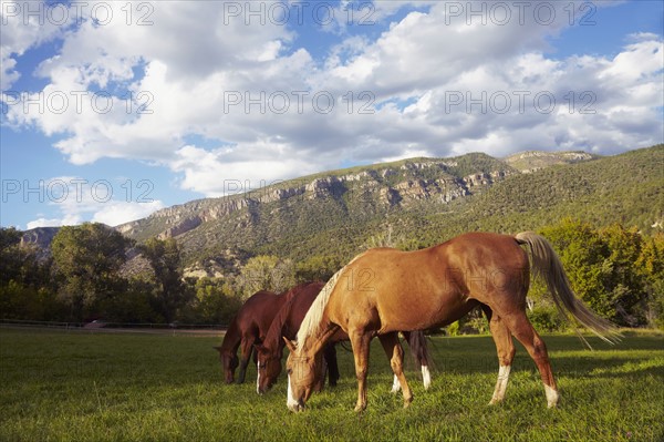 Horses grazing on grass. USA, Western USA, Colorado.
Photo : Kelly