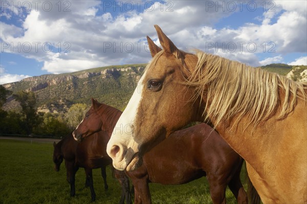 Horses grazing on grass. USA, Western USA, Colorado.
Photo : Kelly