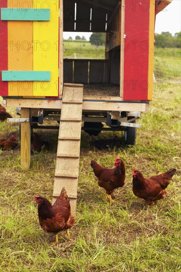 USA, New York State, Rhode Island, Chickens on farm. USA, New York State, Rhode Island.
Photo : Kelly