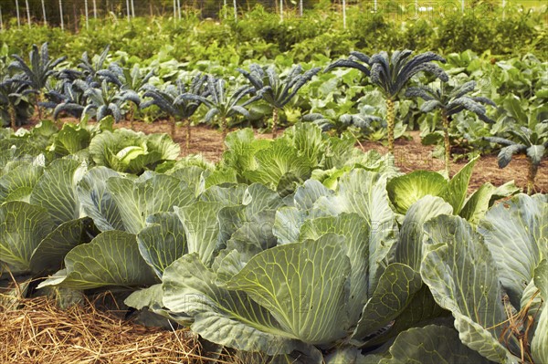 Field of cabbages.
Photo : Kelly