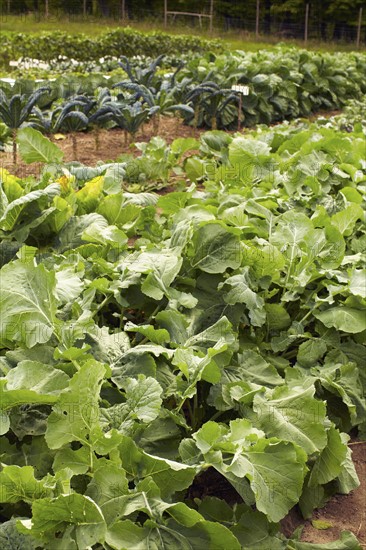 Vegetables on field.
Photo : Kelly