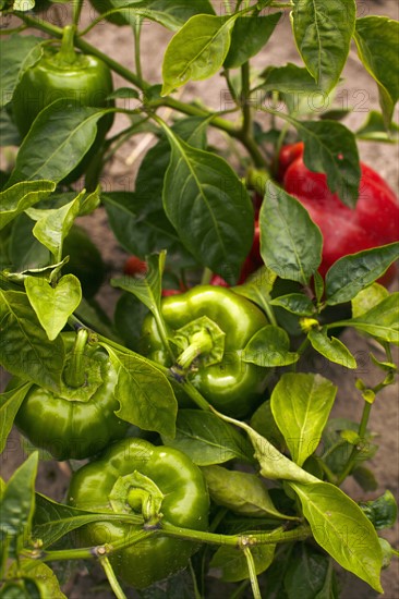 Bell pepper growing on field.
Photo : Kelly