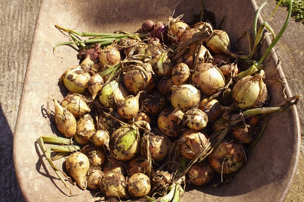 Onions in bowl.
Photo : Kelly