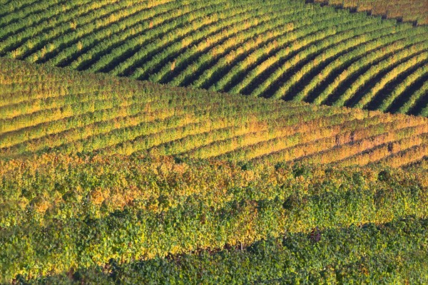 Vineyard. USA, Oregon, Yamhill County.
Photo : Gary Weathers