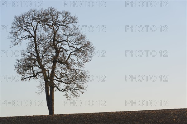 Tree. USA, Oregon, Marion County.
Photo : Gary Weathers