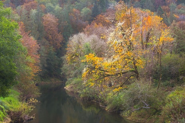 Trees along Alsea river. USA, Western Oregon.
Photo : Gary Weathers