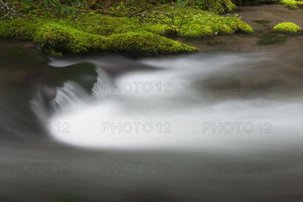 Creek in Mount Hood National Forest. USA, Oregon, Creek in Mount Hood National Forest.
Photo : Gary Weathers