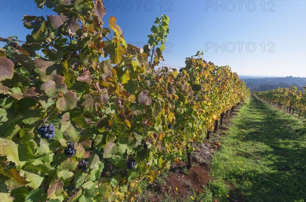 Vineyard. USA, Oregon, Yamhill County.
Photo : Gary Weathers