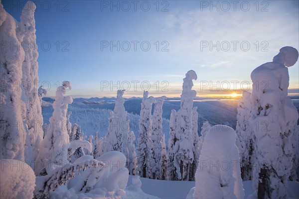 Trees covered with fresh snow. USA, Montana, Whitefish.
Photo : Noah Clayton