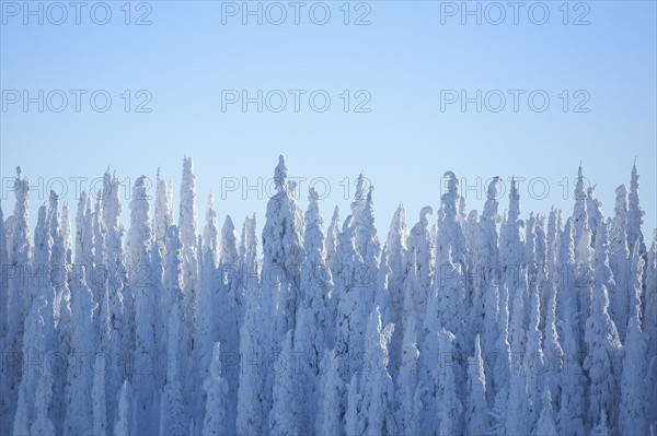 Tree tops covered with fresh snow. USA, Montana, Whitefish.
Photo : Noah Clayton