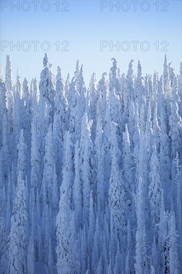 Trees covered with fresh snow. USA, Montana, Whitefish.
Photo : Noah Clayton