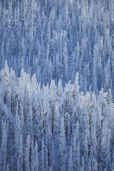 Trees covered with fresh snow. USA, Montana, Whitefish.
Photo : Noah Clayton