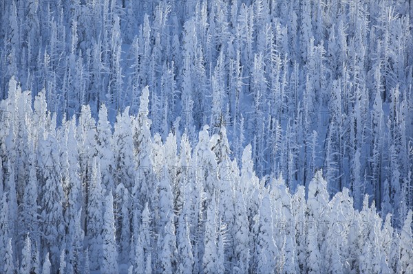 Trees covered with fresh snow. USA, Montana, Whitefish.
Photo : Noah Clayton