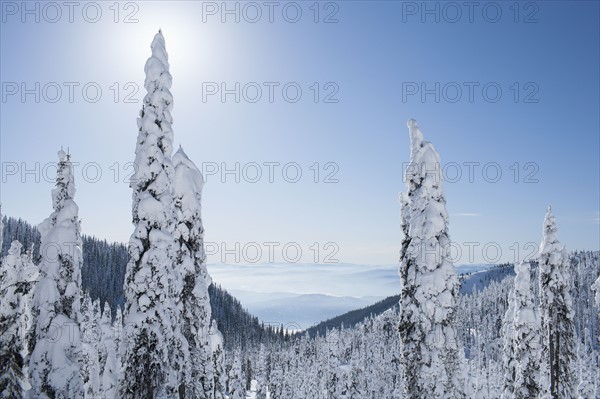 Trees covered with fresh snow. USA, Montana, Whitefish.
Photo : Noah Clayton