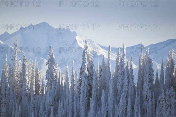 Trees covered with fresh snow. USA, Montana, Glacier National Park.
Photo : Noah Clayton