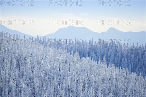 Tree tops covered with fresh snow. USA, Montana, Whitefish.
Photo : Noah Clayton