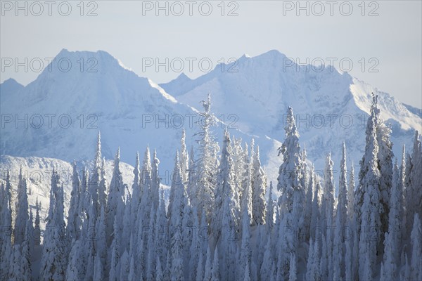 Tree tops covered with fresh snow. USA, Montana, Whitefish.
Photo : Noah Clayton