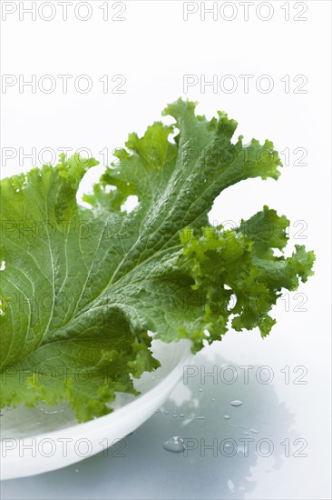 Studio shot of lettuce leaf.
Photo : Karen Schuld