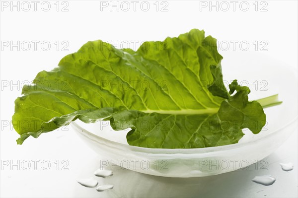 Studio shot of lettuce leaf.
Photo : Karen Schuld