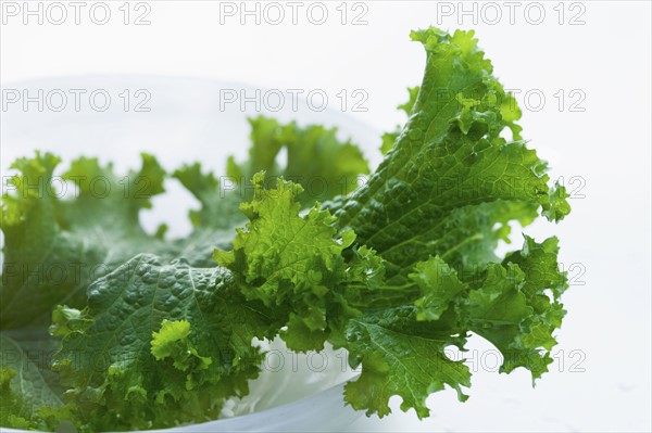 Studio shot of lettuce leaf.
Photo : Karen Schuld