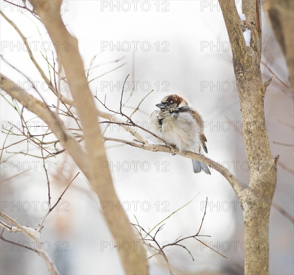 White-throated sparrow. New York City, USA.