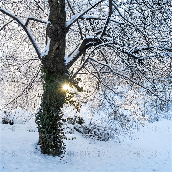 View of tree in Central Park in winter. New York City, USA.