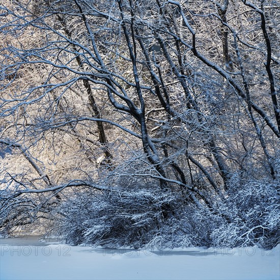 Winter in Central Park. New York City, USA.