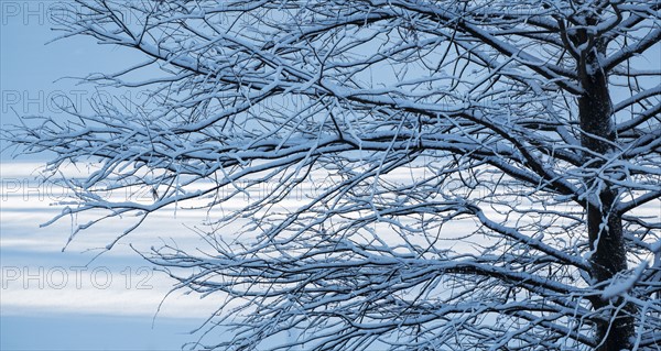 Bare tree in Central Park in winter. New York City, USA.