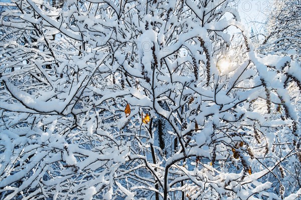 Tree covered with snow. New York City, USA.