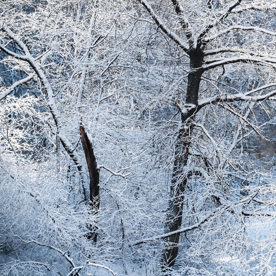 Tree covered with snow in Central Park. New York City, USA.