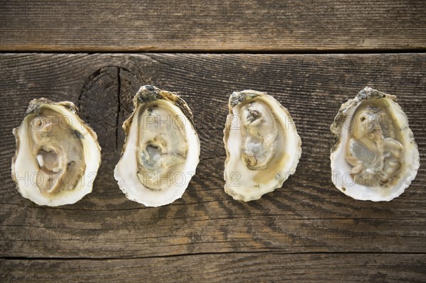 Studio shot of oysters.
Photo : Jamie Grill