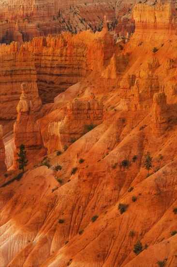 Bryce Canyon National Park. Bryce Canyon National Park, Utah, USA.
Photo : Daniel Grill