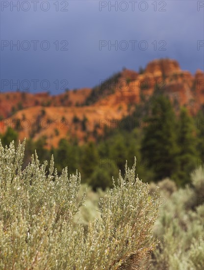 Bryce Canyon National Park. Bryce Canyon National Park, Utah, USA.
Photo : Daniel Grill