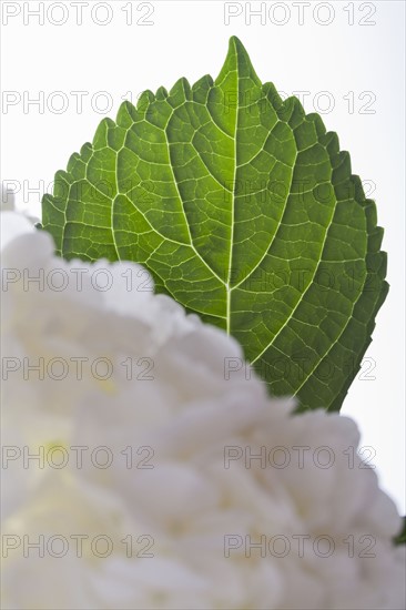 Studio shot of leaf.
Photo : Kristin Lee