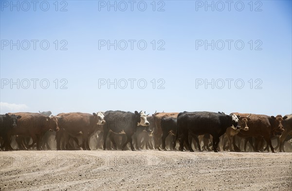 Herd of domestic cattle. Colorado, USA.
Photo : Maisie Paterson