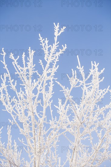 Tree in winter against clear sky.
Photo : Maisie Paterson