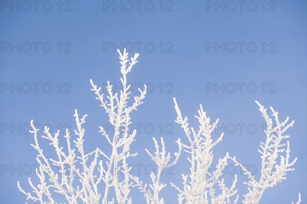 Tree in winter against clear sky.
Photo : Maisie Paterson