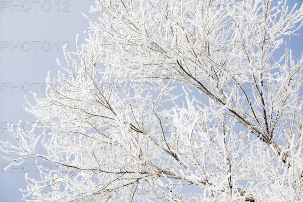 Tree in winter against clear sky.
Photo : Maisie Paterson