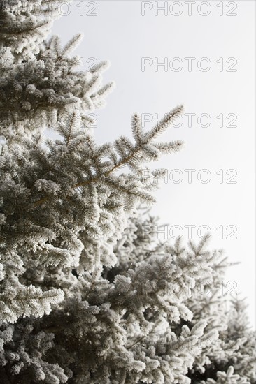 Pine tree in winter against clear sky.
Photo : Maisie Paterson