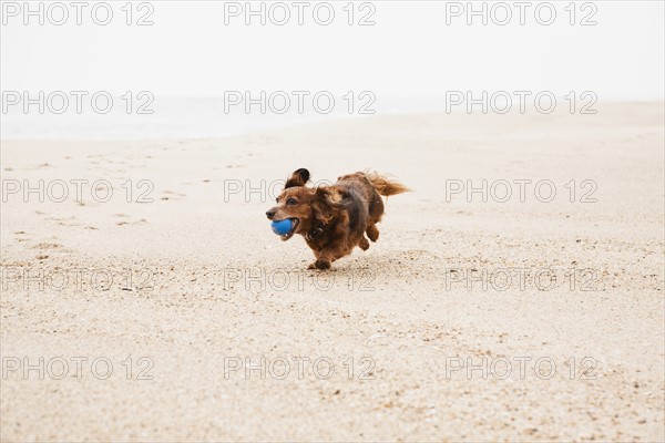 Happy dachshund running on beach with ball in mouth.
Photo : Maisie Paterson