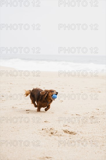 Happy dachshund running on beach with ball in mouth.
Photo : Maisie Paterson