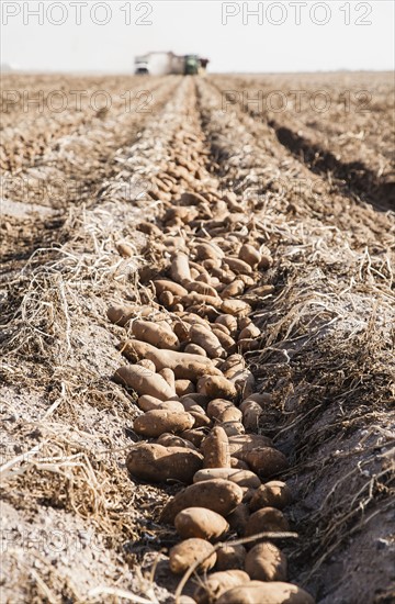 Potato harvest. Colorado, USA.
Photo : Maisie Paterson