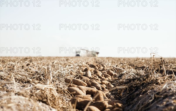 Potato harvest. Colorado, USA.
Photo : Maisie Paterson