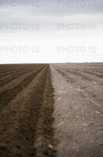 Potato field. Colorado, USA.
Photo : Maisie Paterson