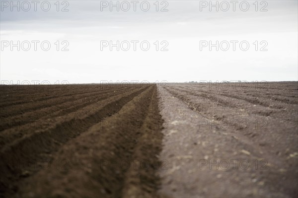 Potato field. Colorado, USA.
Photo : Maisie Paterson