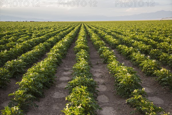 Rows of potato plants. Colorado, USA.
Photo : Maisie Paterson